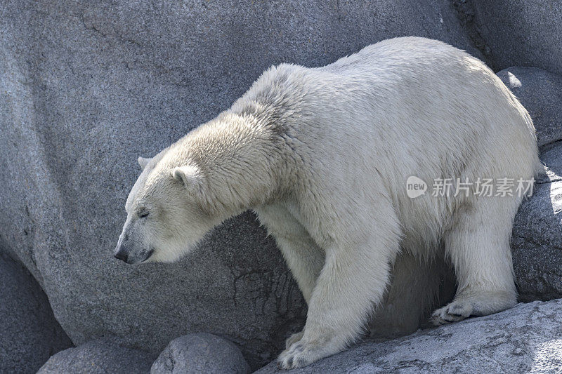 北极熊(Ursus maritimus)站在靠近水边的岩石上